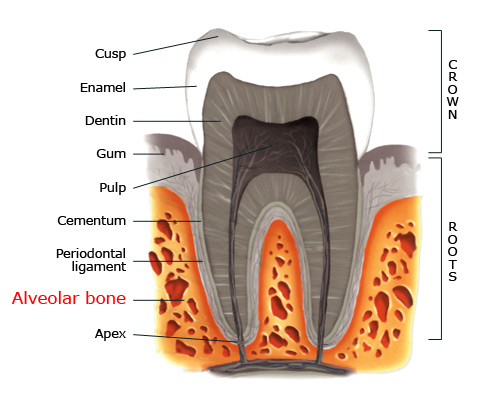 Alveolar bone within a tooth