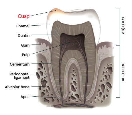 tooth cusp