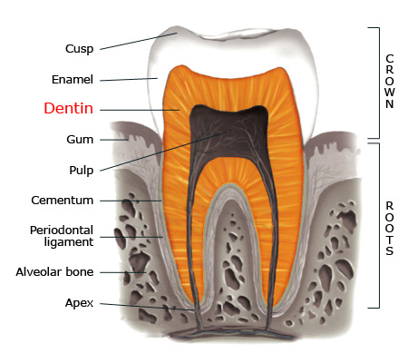 photos of dentin