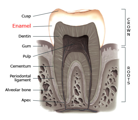Enamel within a tooth
