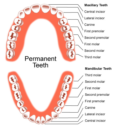 Pics Of Teeth