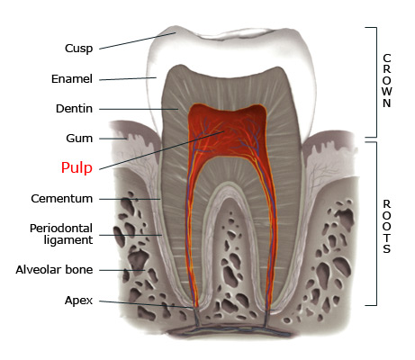 Pulp within a tooth